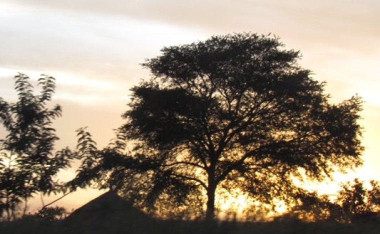 Nilotica Shea Tree at Sunset in African (Ugandan) Village