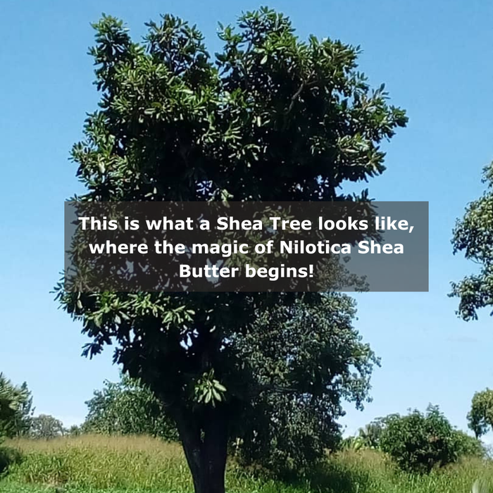 Ugandan hands cupping ripe shea fruit on a branch